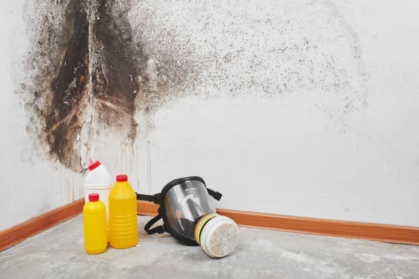 Best Attic Mold Remediation in Grants, NM
