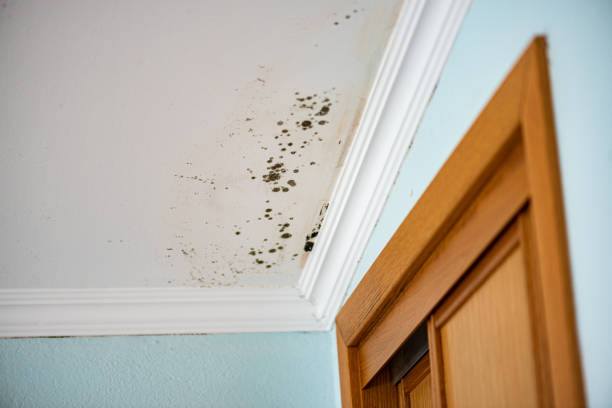 Best Commercial Mold Remediation in Grants, NM