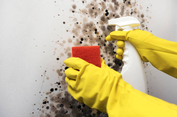 Best Kitchen Mold Remediation in Grants, NM