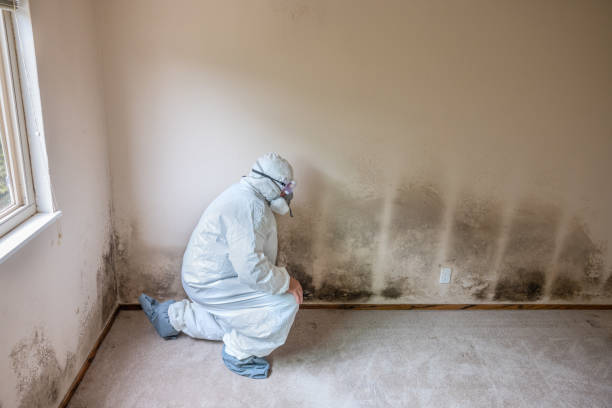 Best Industrial Mold Remediation in Grants, NM