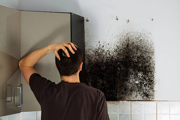 Reliable Grants, NM Mold Remediation Solutions